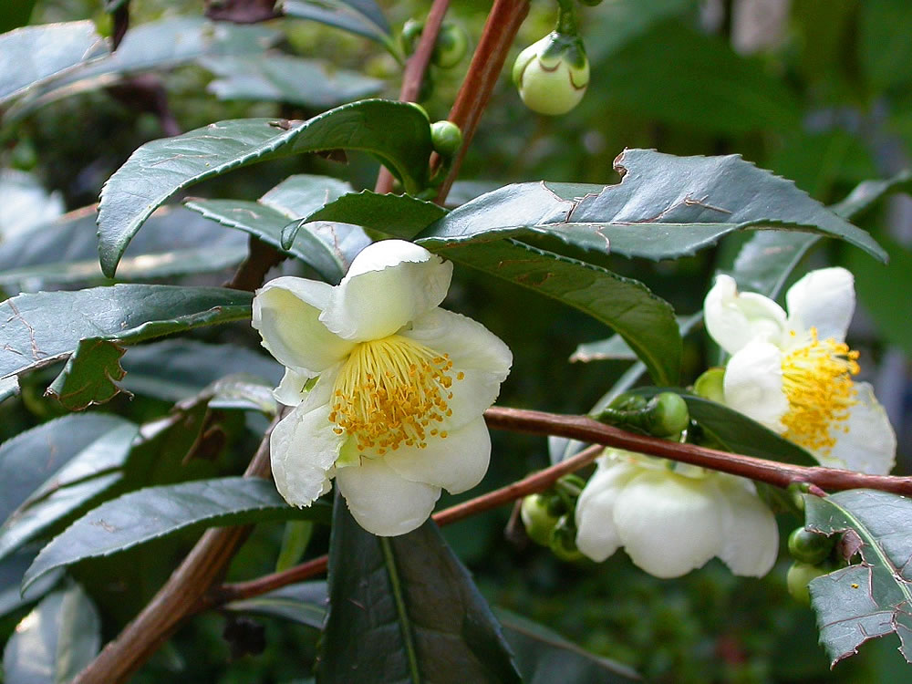 Camellia Assamica